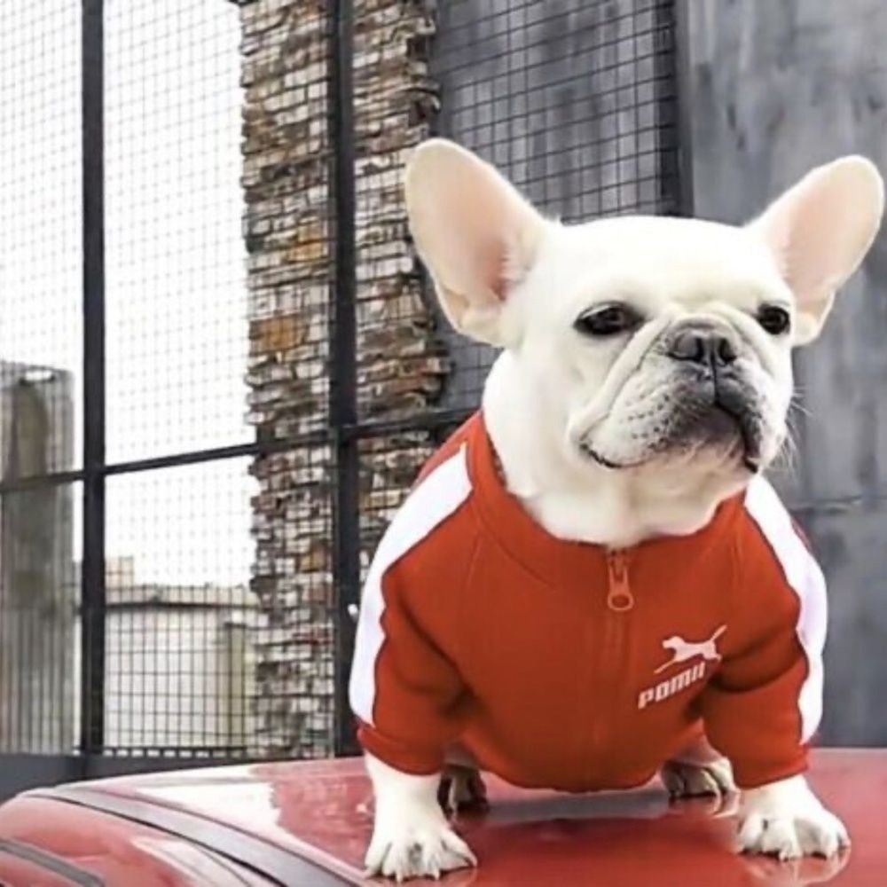 NWOT Dog Cat Sweatshirt‎ Clothes Coat Apparel Warm Small Clothing Jacket Cute